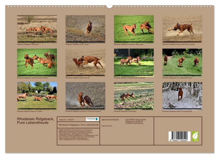 Produktbild: Rhodesian Ridgeback, Pure Lebensfreude (hochwertiger Premium Wandkalender 2026 DIN A2 quer), Kunstdruck in Hochglanz