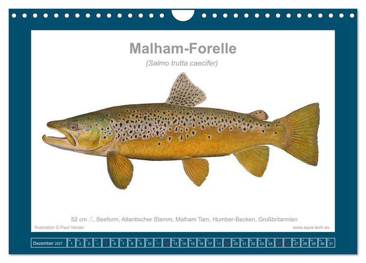 Produktbild: Fisch als Kunst 2027: Seeforellen (Wandkalender 2027 DIN A4 quer), CALVENDO Monatskalender