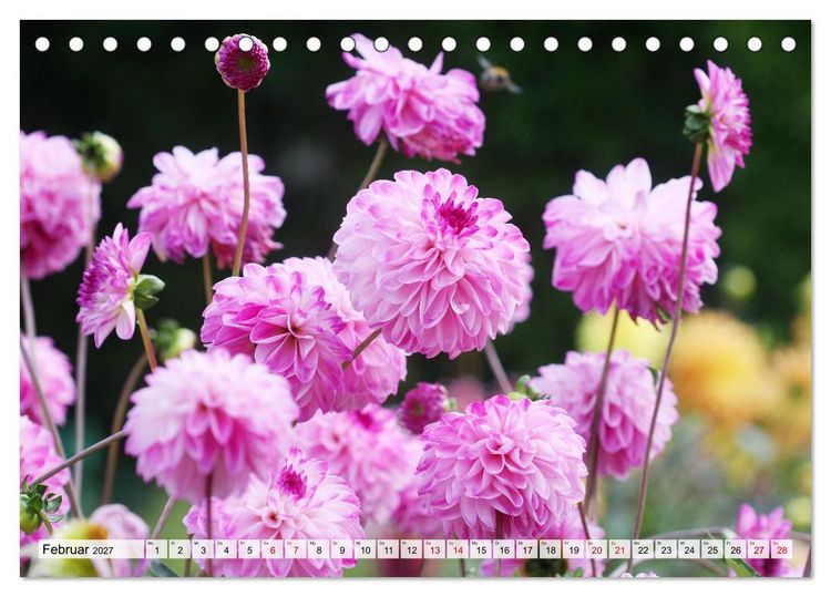 Produktbild: Herzensblumen (Tischkalender 2027 DIN A5 quer), CALVENDO Monatskalender