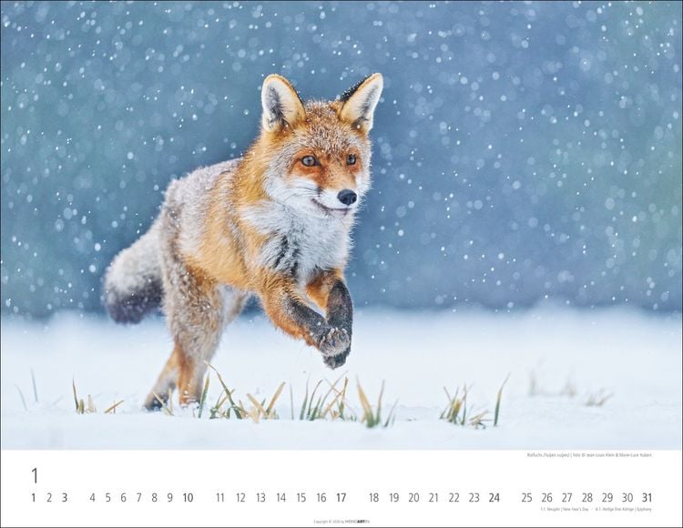Produktbild: Heimische Wildtiere Kalender 2027