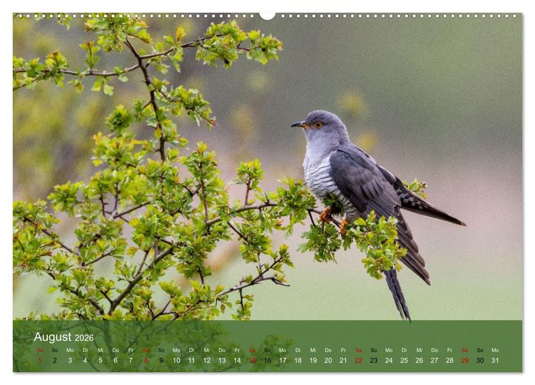Produktbild: Kuckuck,Kuckuck,rufts aus dem Wald (Wandkalender 2026 DIN A2 quer), CALVENDO Monatskalender
