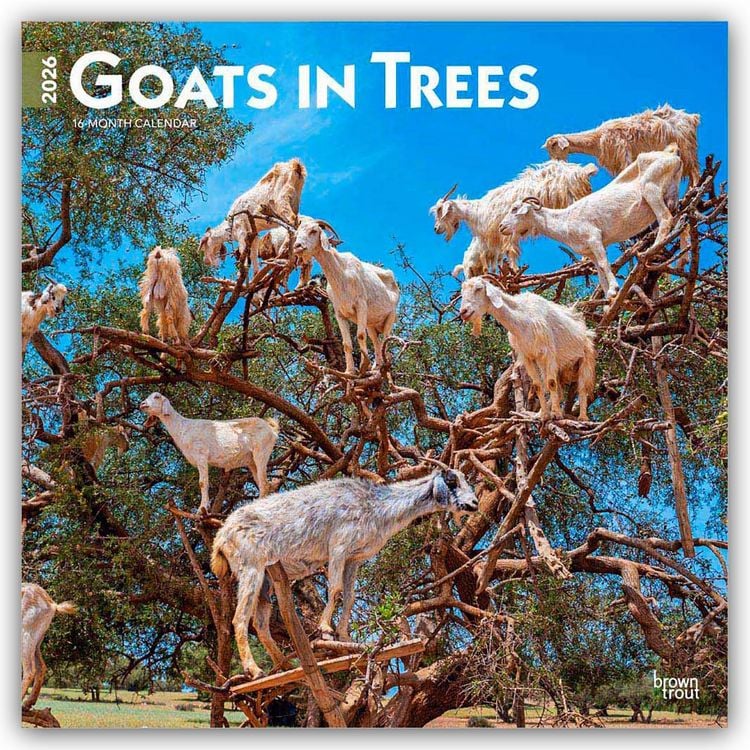 Produktbild: Goats in Trees – Ziegen in Bäumen 2026 – 16-Monatskalender