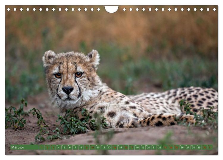 Produktbild: Afrikas Tierwelt - Geparde (Wandkalender 2026 DIN A4 quer), CALVENDO Monatskalender