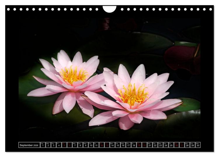 Produktbild: Mysterious plant portraits (Wall Calendar 2026 DIN A4 landscape), CALVENDO 12 Month Wall Calendar