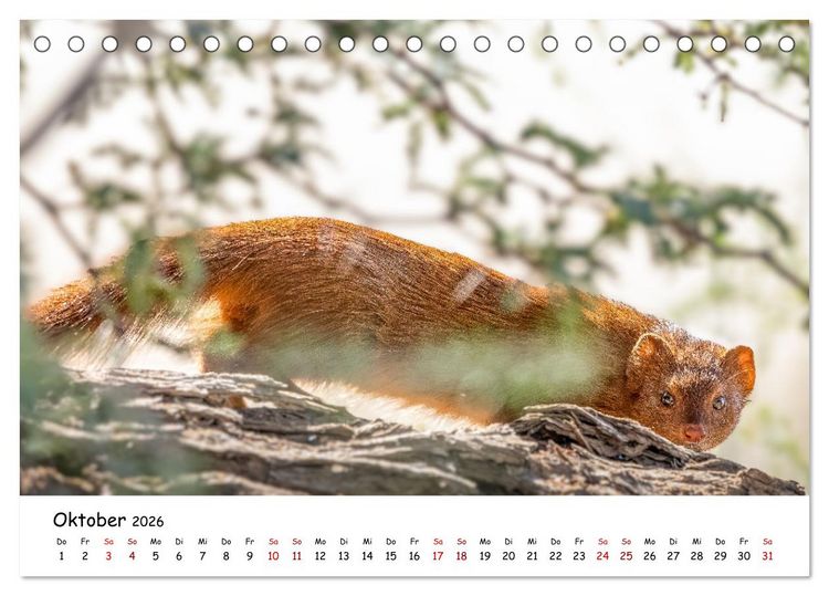 Produktbild: Afrikas kleine Stars (Tischkalender 2026 DIN A5 quer), CALVENDO Monatskalender