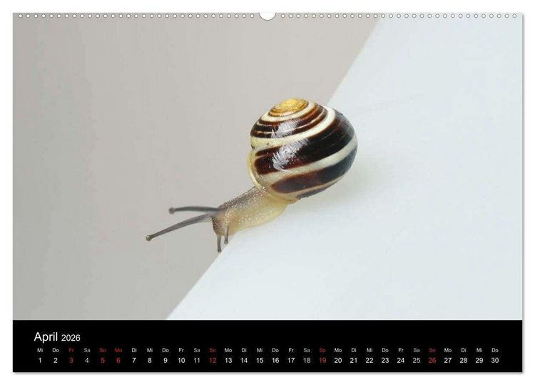 Produktbild: Lautlose Begleiter - Schnecken (Wandkalender 2026 DIN A2 quer), CALVENDO Monatskalender