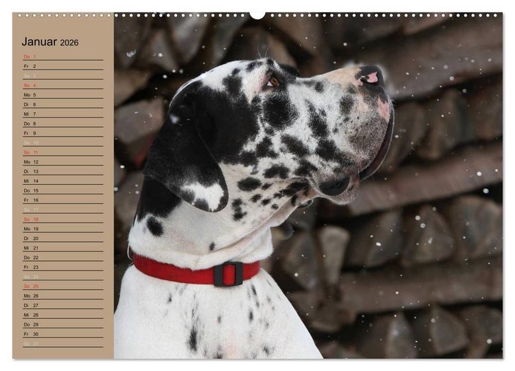 Produktbild: Deutsche Doggen - Sanfte Riesen (hochwertiger Premium Wandkalender 2026 DIN A2 quer), Kunstdruck in Hochglanz
