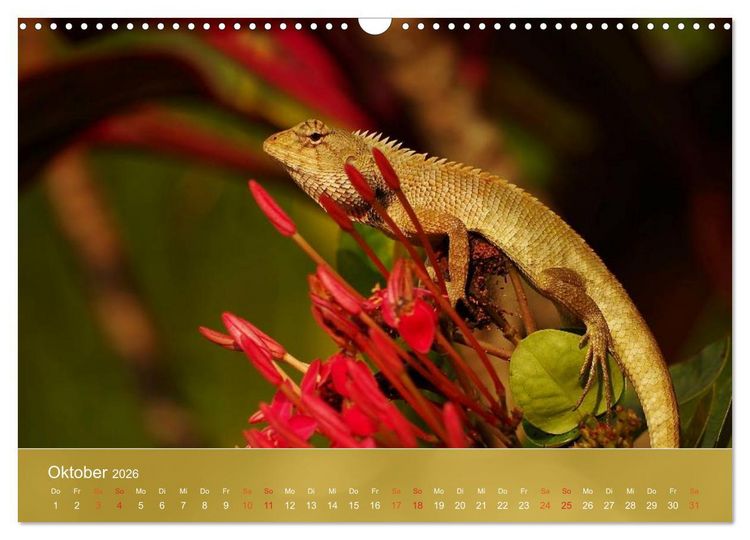 Produktbild: Agamen - Echsen aus der Urzeit (Wandkalender 2026 DIN A3 quer), CALVENDO Monatskalender