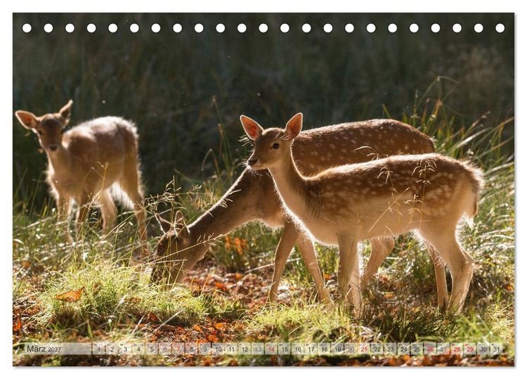 Produktbild: Emotionale Momente: Das Damwild. (Tischkalender 2027 DIN A5 quer), CALVENDO Monatskalender
