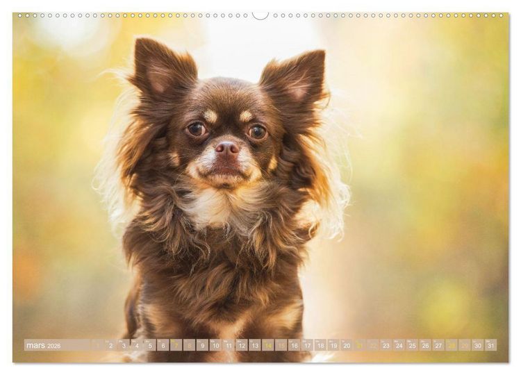 Produktbild: Chihuahua : petit, mais costaud (Calendrier mural 2026 DIN A2 vertical) calendrier de bureau