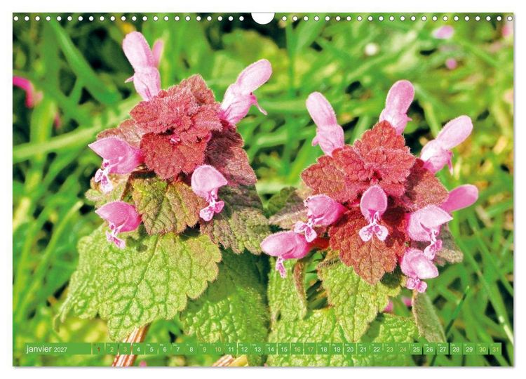 Produktbild: Fleurs du jardin aromatique (Calendrier mural 2027 DIN A3 vertical), CALVENDO calendrier mensuel