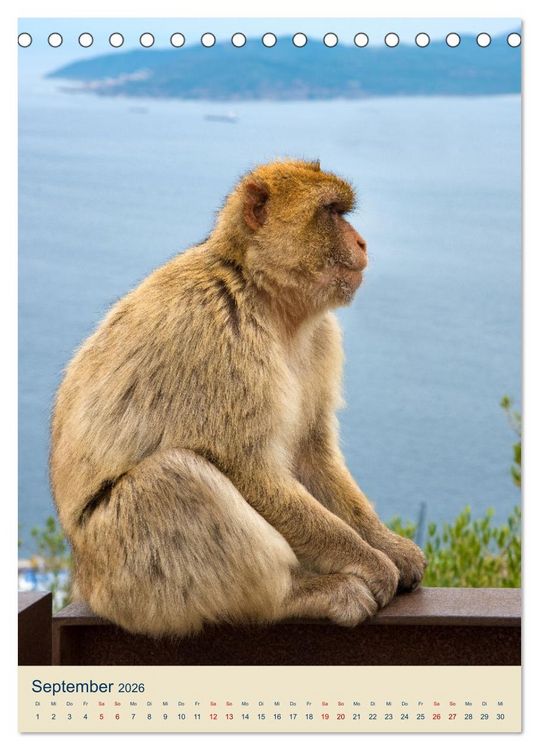 Produktbild: Gibraltar - Die Heimat der Berberaffen auf dem Rock (Tischkalender 2026 DIN A5 hoch), CALVENDO Monatskalender