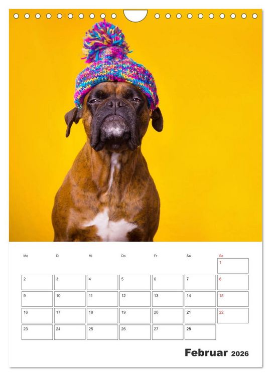 Produktbild: colorful world of boxer 2026 (Wandkalender 2026 DIN A4 hoch), CALVENDO Monatskalender