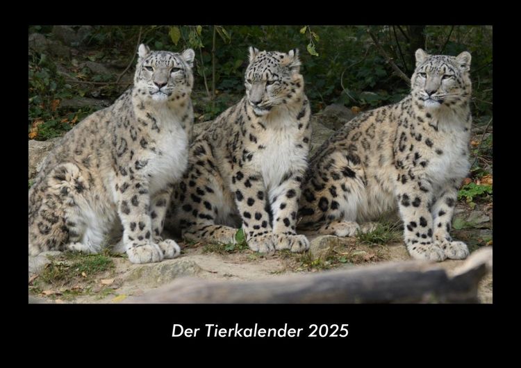 Produktbild: Der Tierkalender 2025 Fotokalender DIN A3