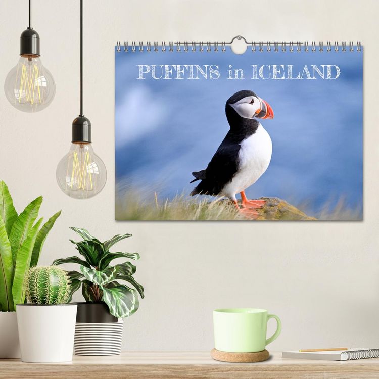Produktbild: Puffins in Iceland (Wall Calendar 2026 DIN A4 landscape), CALVENDO 12 Month Wall Calendar