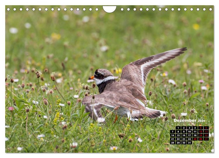 Produktbild: Die Vogelwelt der &Auml;u&szlig;eren Hebriden (Wandkalender 2026 DIN A4 quer), CALVENDO Monatskalender