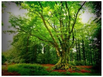 Produktbild: CALVENDO Puzzle Dicke Buche (Krombach, NRW) | 1000 Teile Lege-Gr&ouml;&szlig;e 64x48cm Foto-Puzzle f&uuml;r gl&uuml;ckliche Stunden