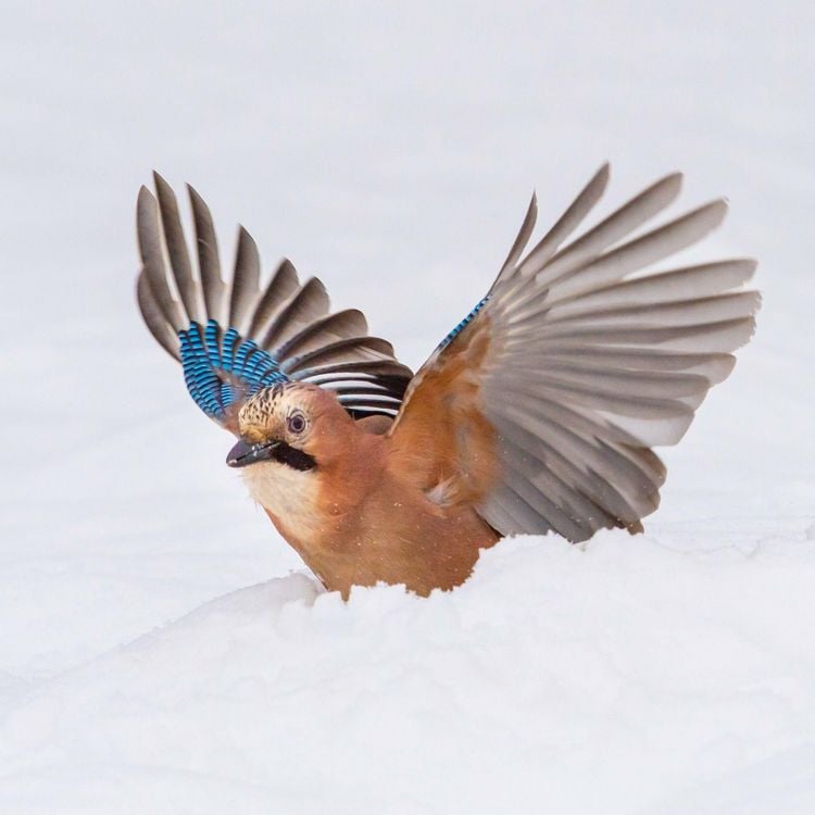 Produktbild: Birds 2027