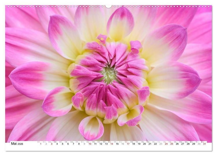 Produktbild: Dahlien-Kronen (Wandkalender 2026 DIN A2 quer), CALVENDO Monatskalender