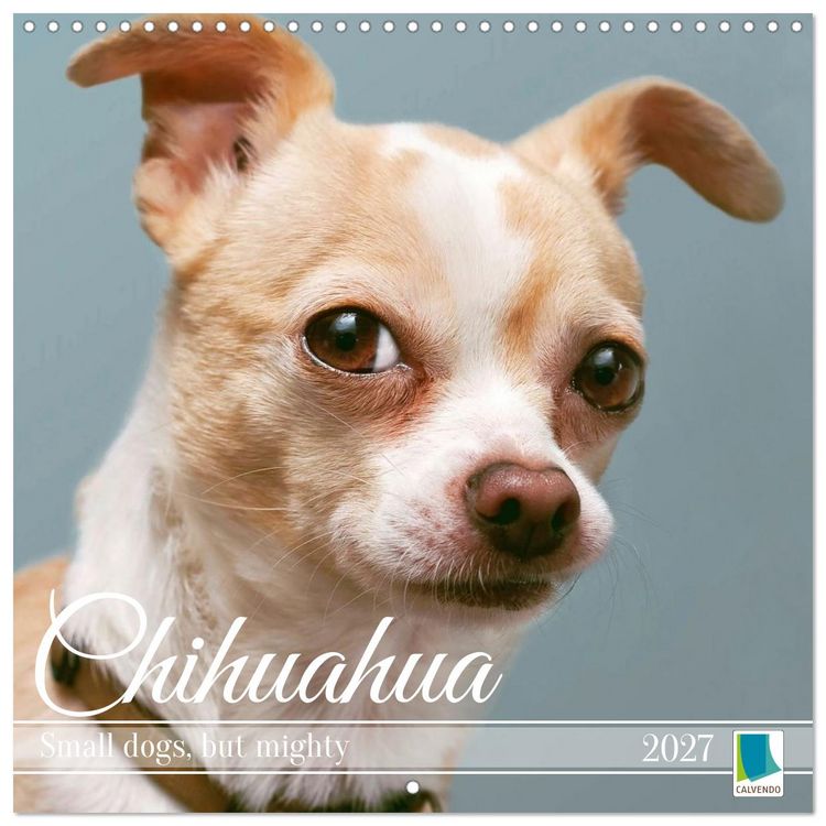 Produktbild: Chihuahua: Small dogs, but mighty (Wall Calendar 2027 12 &times; 12 Inch) CALVENDO 12 Month Wall Calendar