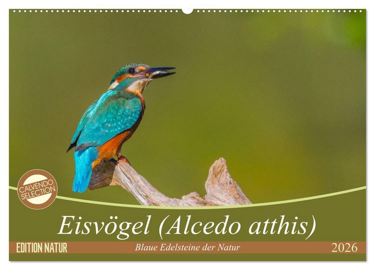 Produktbild: Eisv&ouml;gel (Alcedo atthis) - Edelsteine der Natur (Wandkalender 2026 DIN A2 quer), CALVENDO Monatskalender
