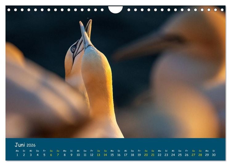 Produktbild: Helgol&auml;nder Basst&ouml;lpel 2026 (Wandkalender 2026 DIN A4 quer), CALVENDO Monatskalender