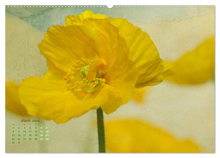 Produktbild: Zauberhafte Bl&uuml;ten (Wandkalender 2026 DIN A2 quer), CALVENDO Monatskalender