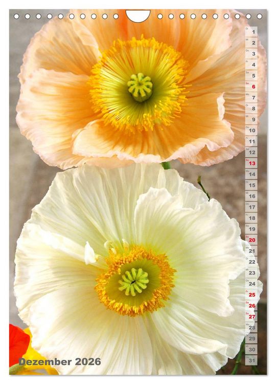 Produktbild: Mohn - Ein Bl&uuml;tentraum (Wandkalender 2026 DIN A4 hoch), CALVENDO Monatskalender