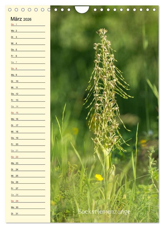 Produktbild: Wildwachsende Orchideen in Bayern (Wandkalender 2026 DIN A4 hoch), CALVENDO Monatskalender