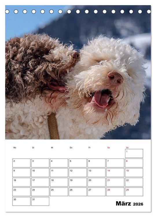Produktbild: Lagotto Romagnolo - Lustige Zwerge (Tischkalender 2026 DIN A5 hoch), CALVENDO Monatskalender