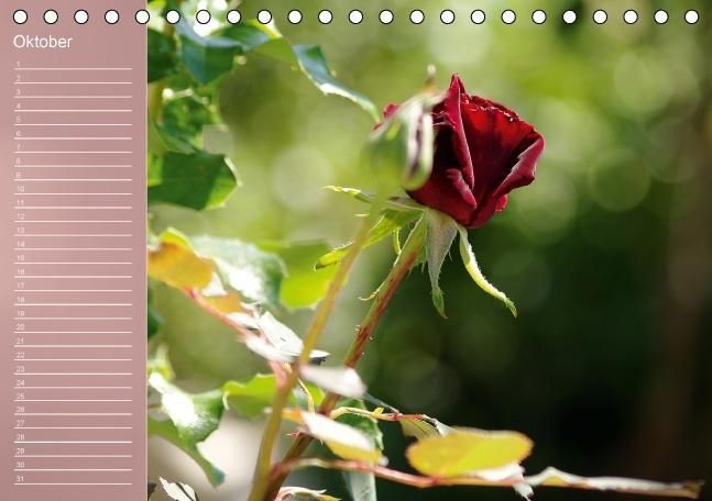 Produktbild: Zarte Sch&ouml;nheiten - Rosen (Tischkalender immerw&auml;hrend DIN A5 quer)