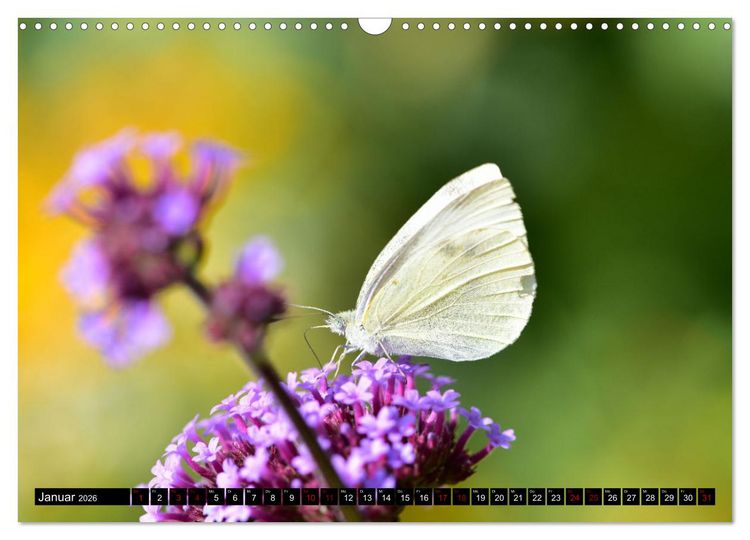 Produktbild: Insekten-Sommer (Wandkalender 2026 DIN A3 quer), CALVENDO Monatskalender