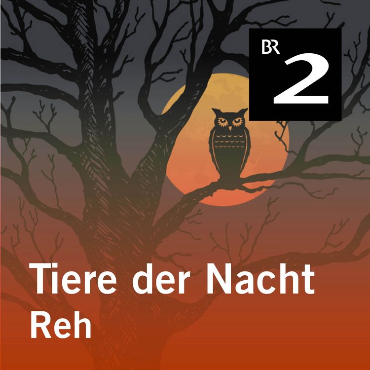 Produktbild: Tiere der Nacht: Reh