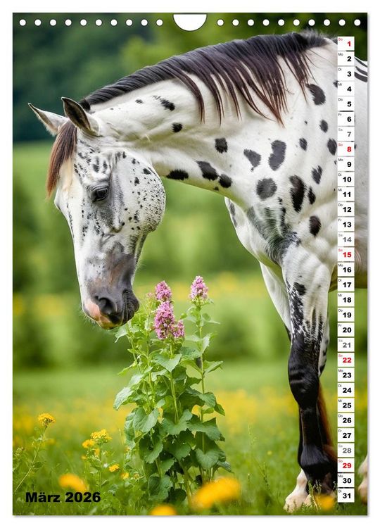 Produktbild: Pferdekalender - Wundersch&ouml;ne Pferde in Natur und Portraits (Wandkalender 2026 DIN A4 hoch), CALVENDO Monatskalender
