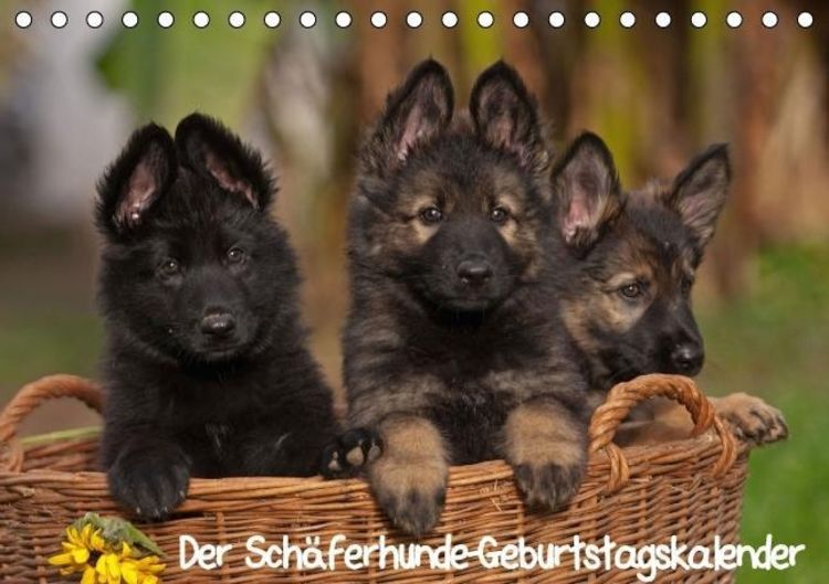 Bild vom Artikel Der Schäferhunde-Geburtstagskalender (Tischkalender immerwährend DIN A5 quer) vom Autor Tina Mauersberger
