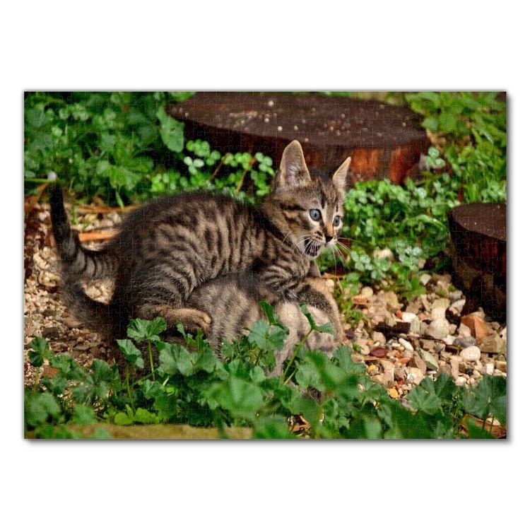 Produktbild: Lais Puzzle Katzen 1000 Teile