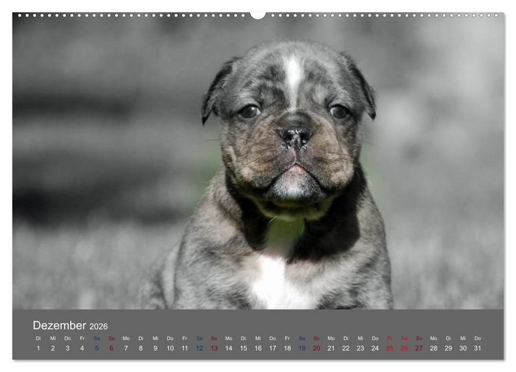 Produktbild: Bulldoggen-Zwerge (hochwertiger Premium Wandkalender 2026 DIN A2 quer), Kunstdruck in Hochglanz