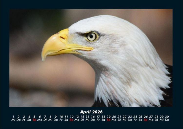 Produktbild: Adler 2026 Fotokalender DIN A4