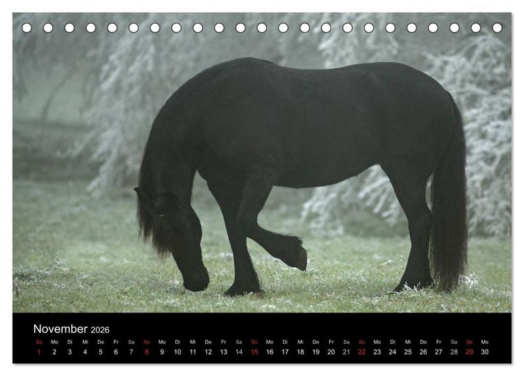 Produktbild: Friesen - Sch&ouml;nheit, Kraft und Eleganz (Tischkalender 2026 DIN A5 quer), CALVENDO Monatskalender
