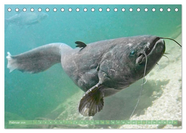 Produktbild: Fische in Teichen und Fl&uuml;ssen (Tischkalender 2026 DIN A5 quer), CALVENDO Monatskalender