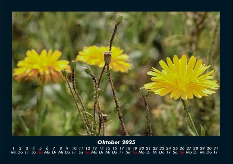 Produktbild: Blumentr&auml;ume 2025 Fotokalender DIN A4