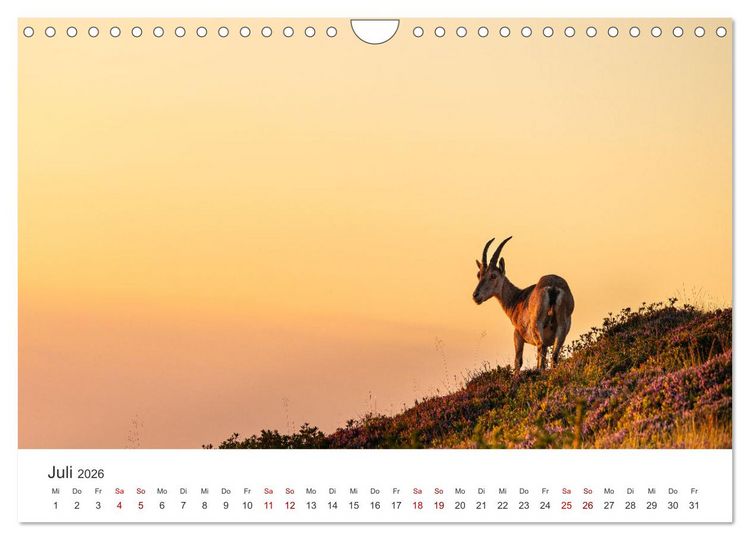 Produktbild: Steinbock - K&ouml;nig der Alpen (Wandkalender 2026 DIN A4 quer), CALVENDO Monatskalender