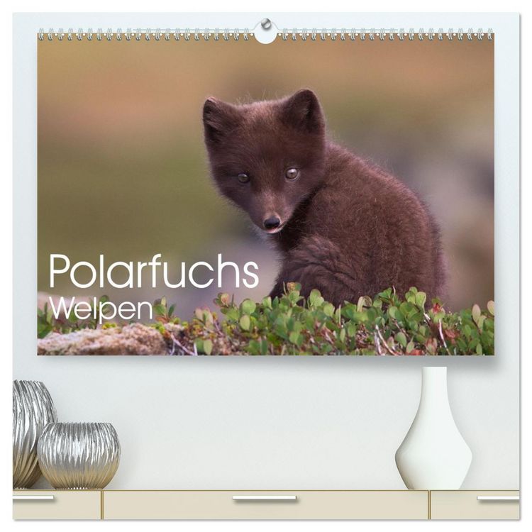 Produktbild: Polarfuchs-Welpen (hochwertiger Premium Wandkalender 2026 DIN A2 quer), Kunstdruck in Hochglanz