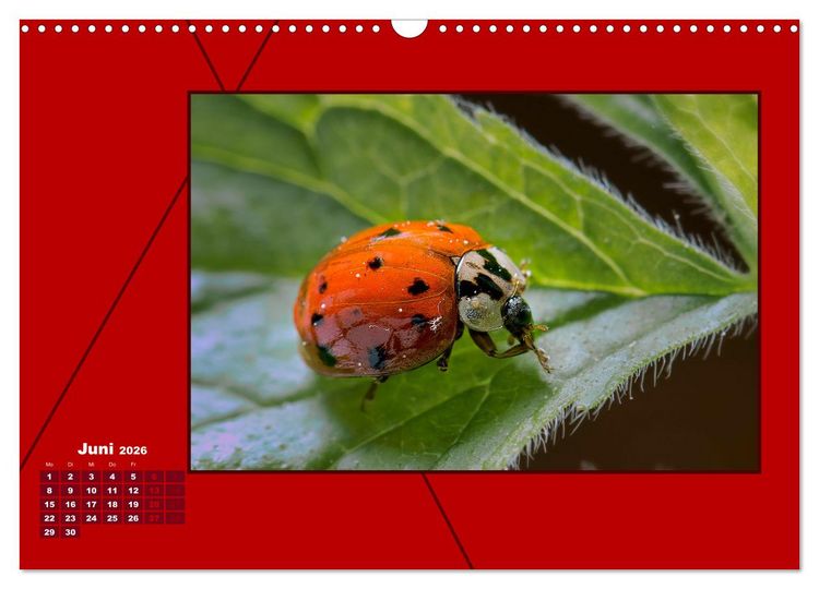 Produktbild: Powerfarbe Rot (Wandkalender 2026 DIN A3 quer), CALVENDO Monatskalender