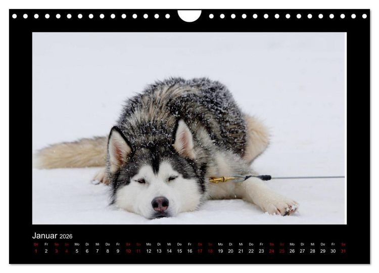 Produktbild: Huskys im Schnee (Wandkalender 2026 DIN A4 quer), CALVENDO Monatskalender