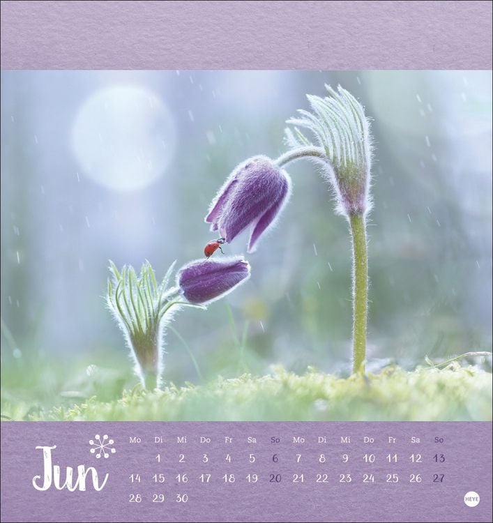 Produktbild: Vadim Trunov: M&auml;rchenhaftes Waldleben Postkartenkalender 2027