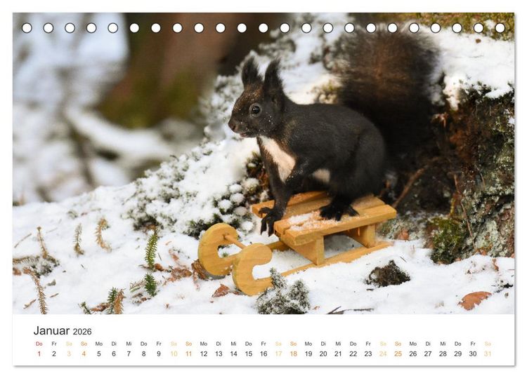 Produktbild: Geheimes Waldleben (Tischkalender 2026 DIN A5 quer), CALVENDO Monatskalender
