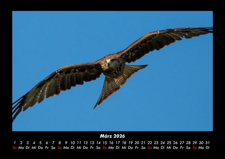 Produktbild: V&ouml;gel 2026 Fotokalender DIN A3