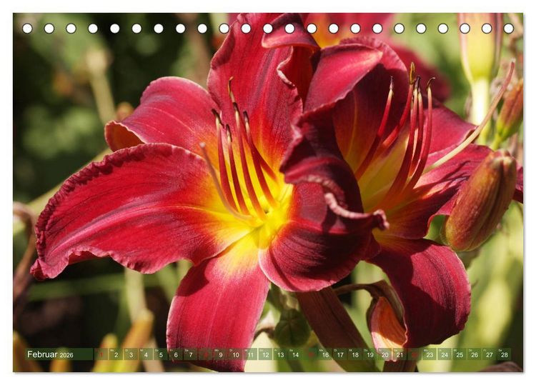 Produktbild: Taglilien im Garten (Tischkalender 2026 DIN A5 quer), CALVENDO Monatskalender