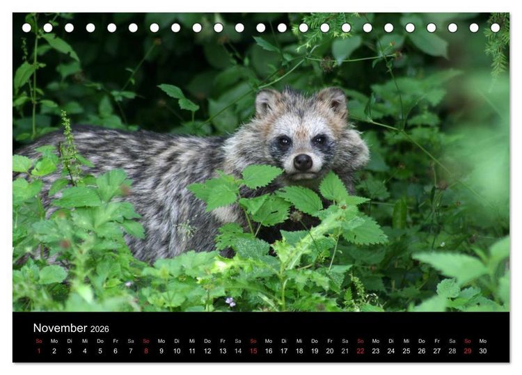 Produktbild: Marderhunde (Tischkalender 2026 DIN A5 quer), CALVENDO Monatskalender